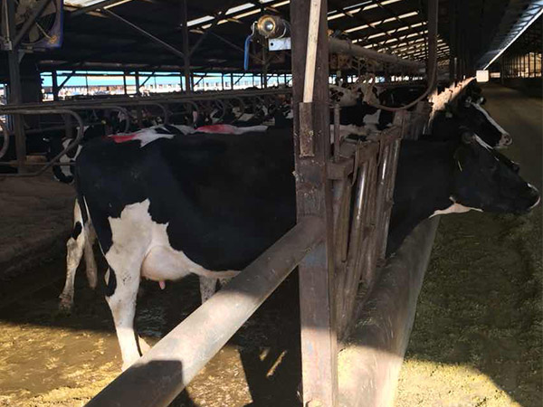 畜牧養(yǎng)殖場安裝工業(yè)大風(fēng)扇降溫工程案例